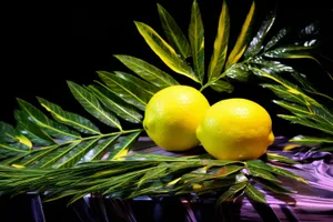 Juicy and Fresh Citrus Fruits on Tree