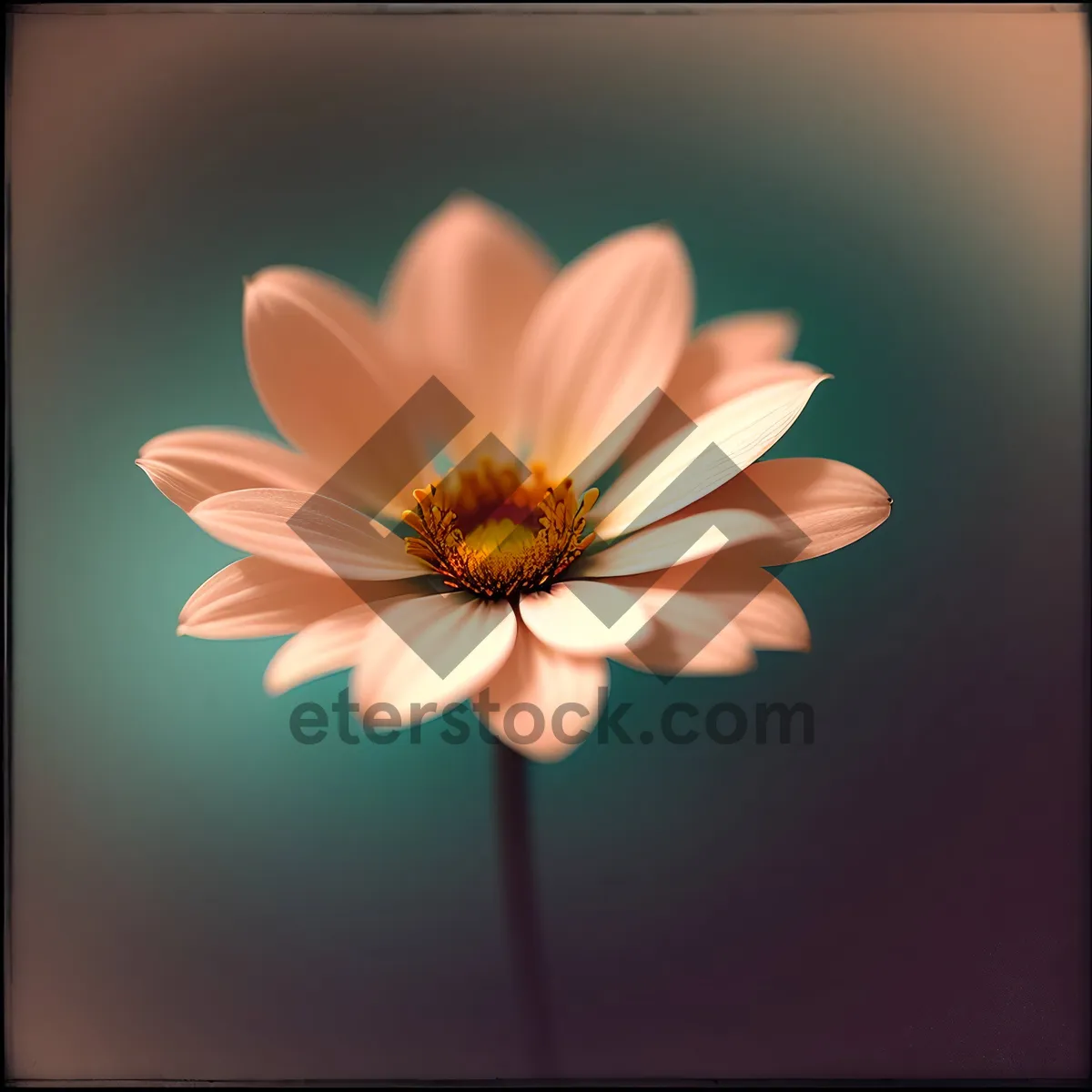 Picture of Vibrant Daisy Blossom in Summer Garden
