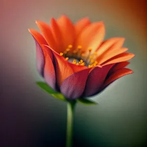 Vibrant Tulip Blooming in Colorful Garden