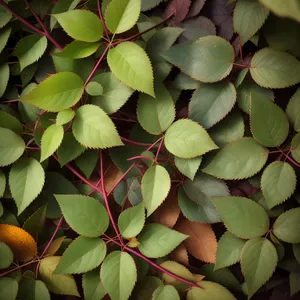 Summer Foliage in a Flourishing Fig Tree