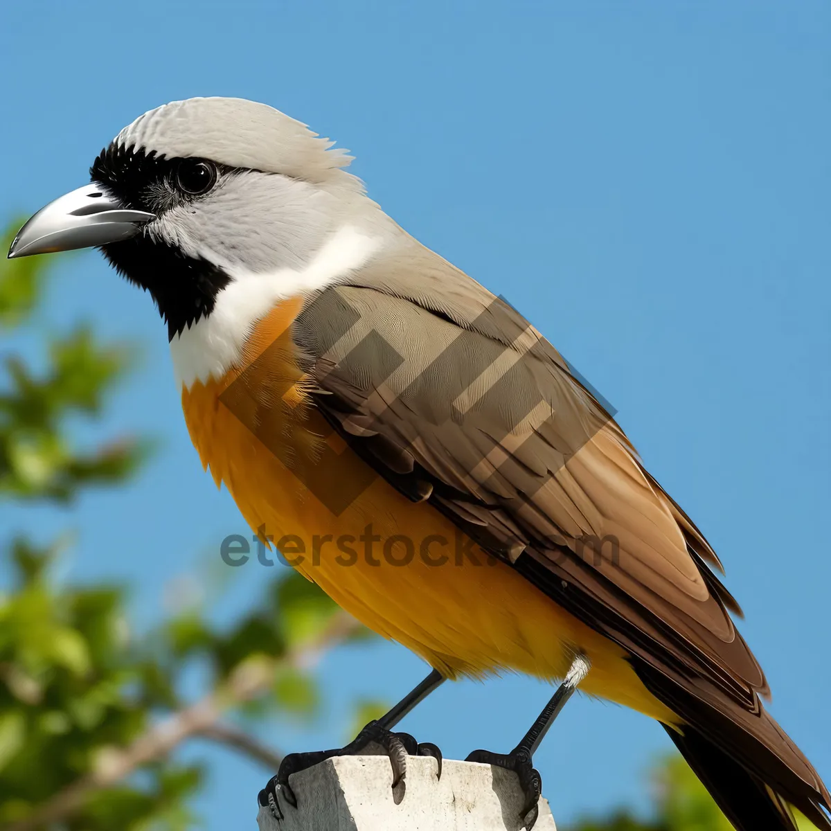 Picture of Cute Chickadee perched on tree branch