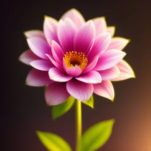 Pink Lotus Flower in Full Bloom