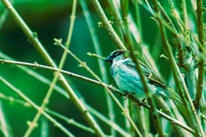 Indigo Bunting perched on garden branch with feathers.