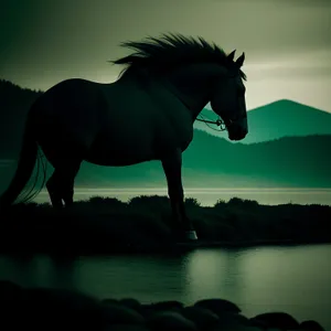 Majestic Stallion Galloping at Sunset