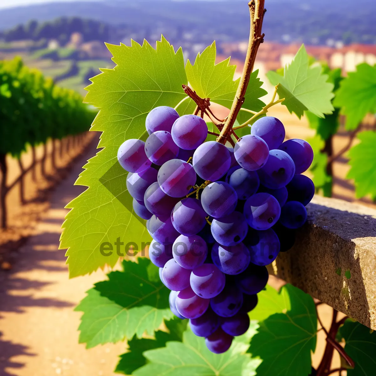 Picture of Harvesting the Fruits of a Vineyard