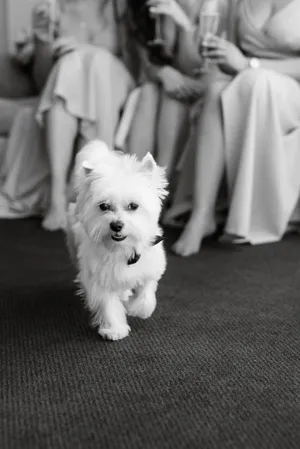 Adorable West Highland White Terrier Puppy Portrait