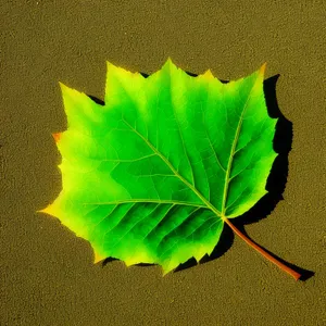 Vibrant Maple Leaf Design: Colorful, Bright, and Graphic