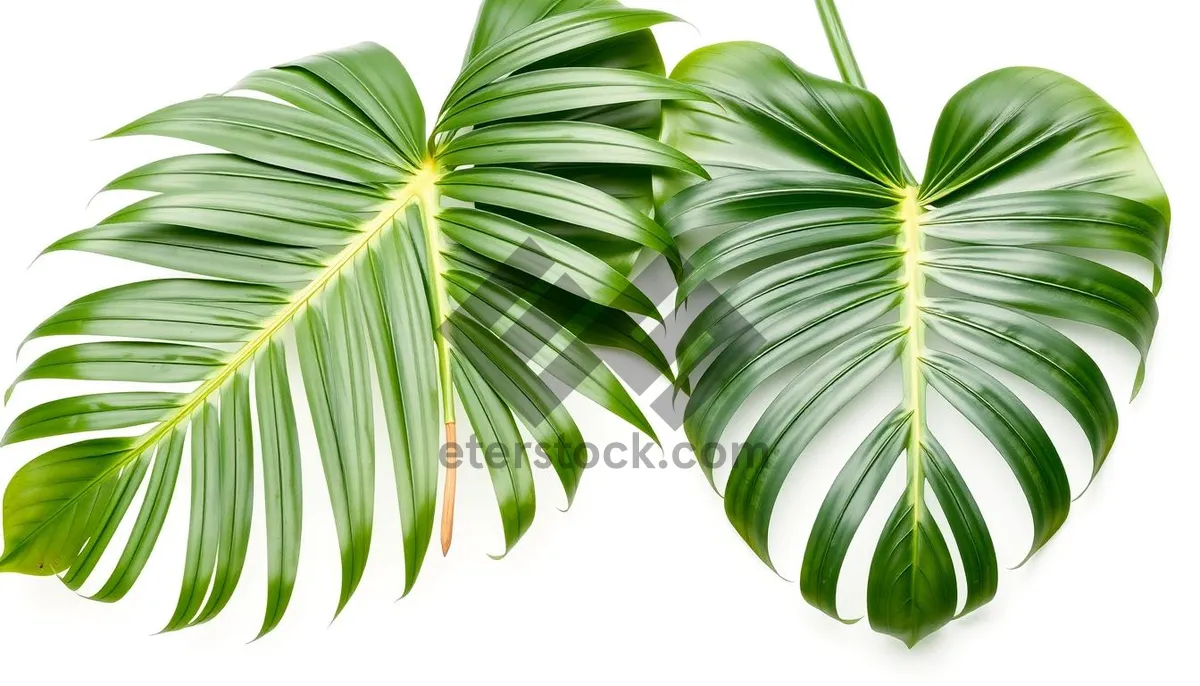 Picture of Floral Leaf Pattern Wallpaper Design