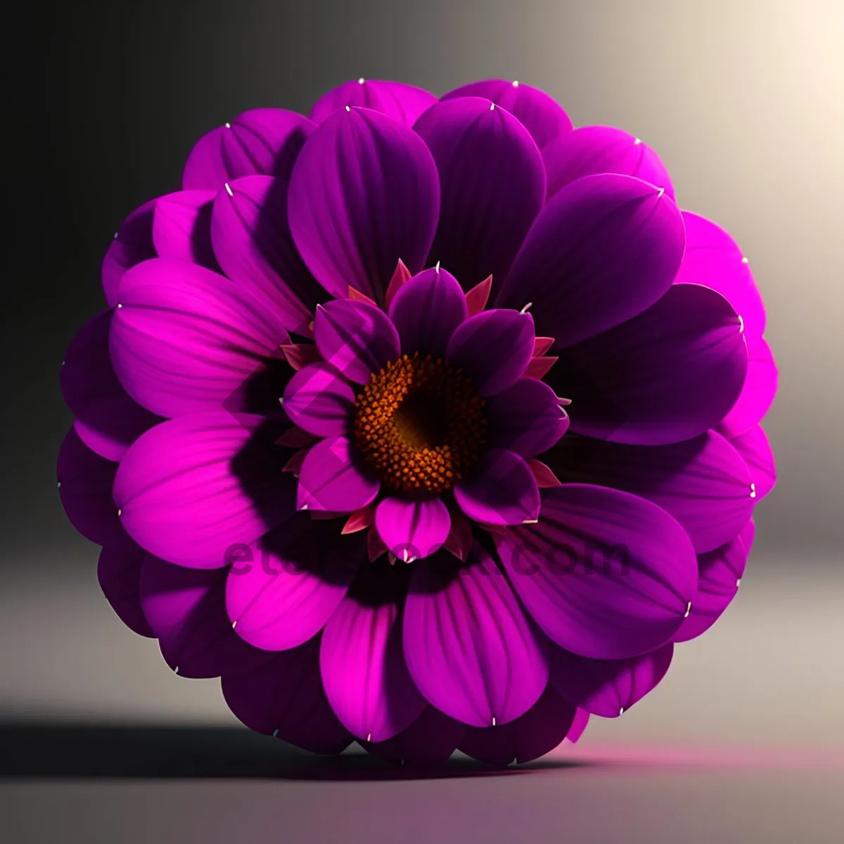 Picture of Vibrant Pink Daisy Blossom in Full Bloom