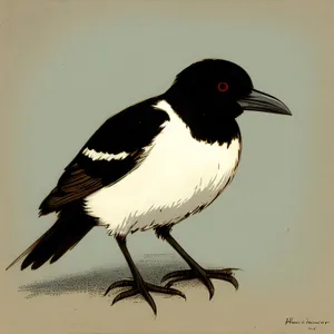 Wild Black-winged Shorebird with Majestic Feathers