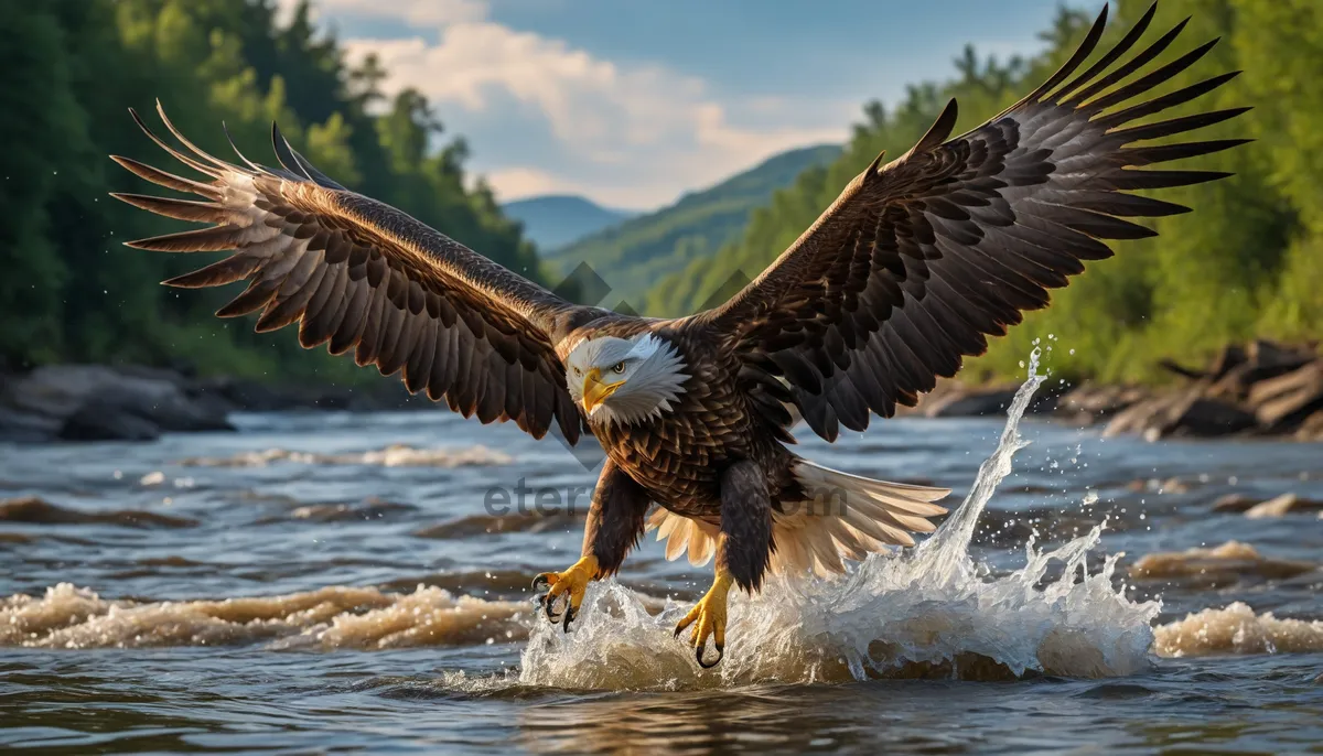 Picture of Bald Eagle in Flight