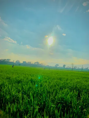 Rural Rice Field under the Summer Sun