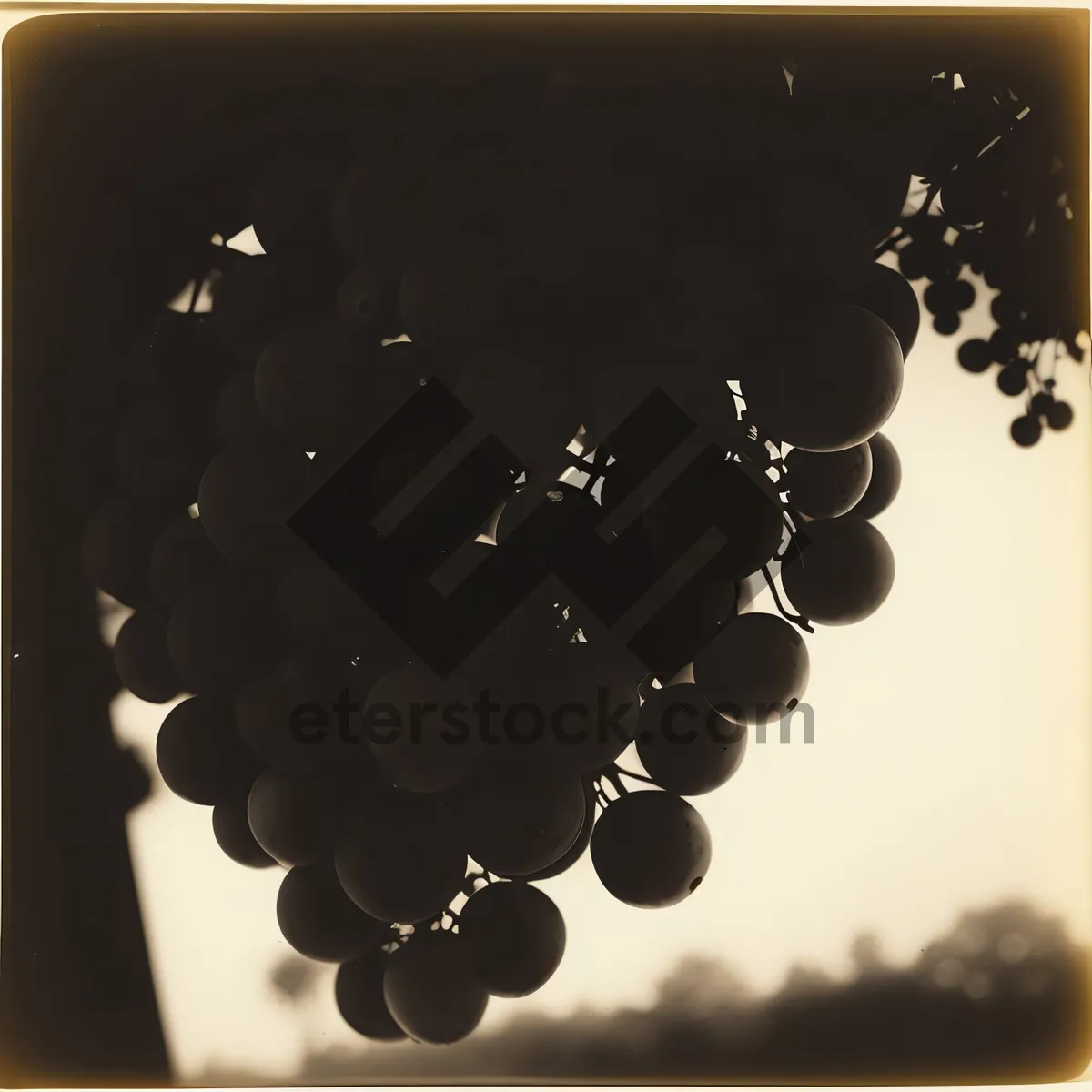 Picture of Juicy Concord Grapes in Vibrant Vineyard