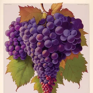 Autumn Harvest: Ripe and Juicy Purple Grapes