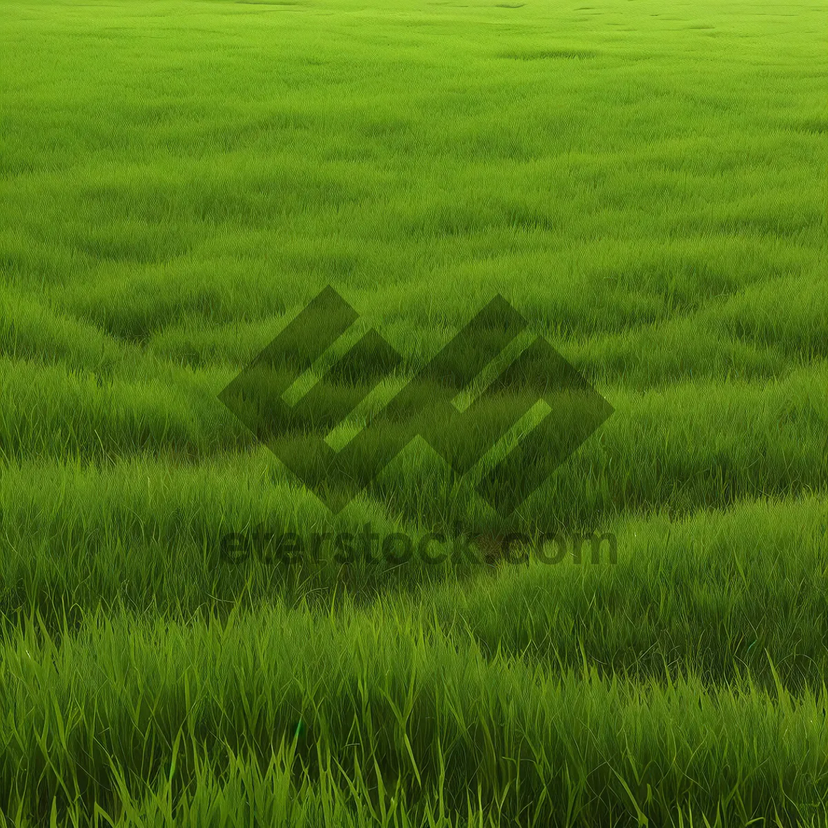 Picture of Vibrant Wheat Field Under Sunny Summer Sky