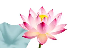 Colorful Lotus Icon Set