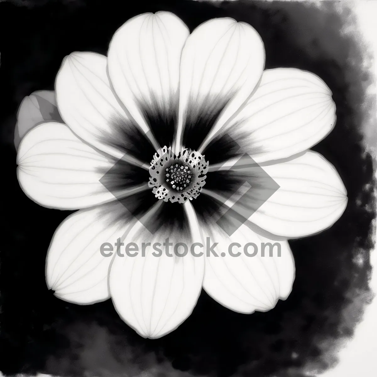 Picture of White Daisy Blossom in Summer Garden