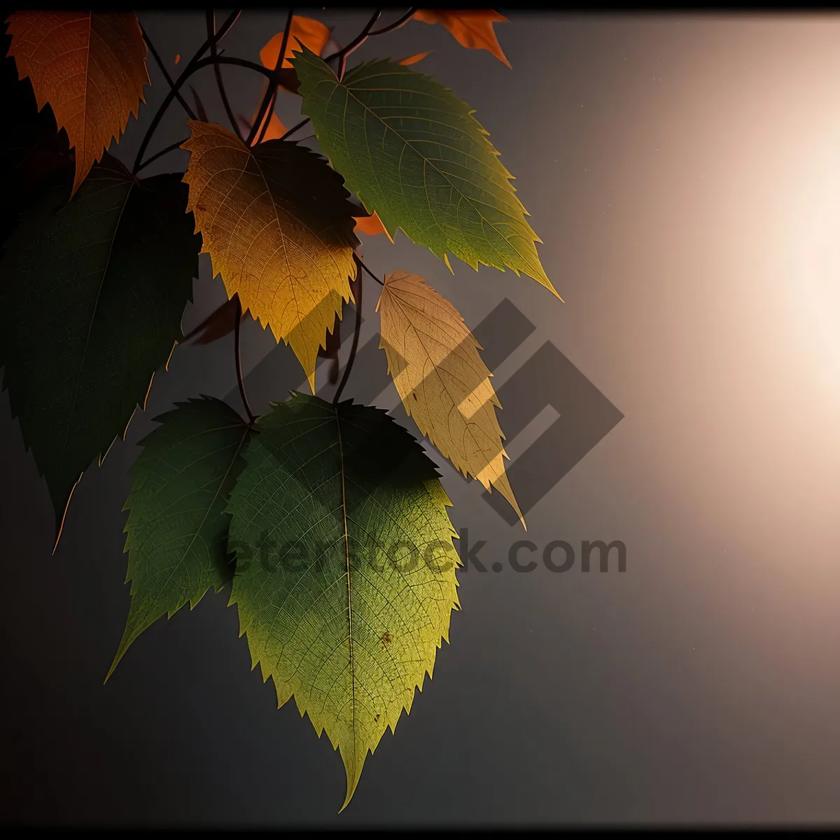 Picture of Vibrant Maple Leaves in Sunlit Forest