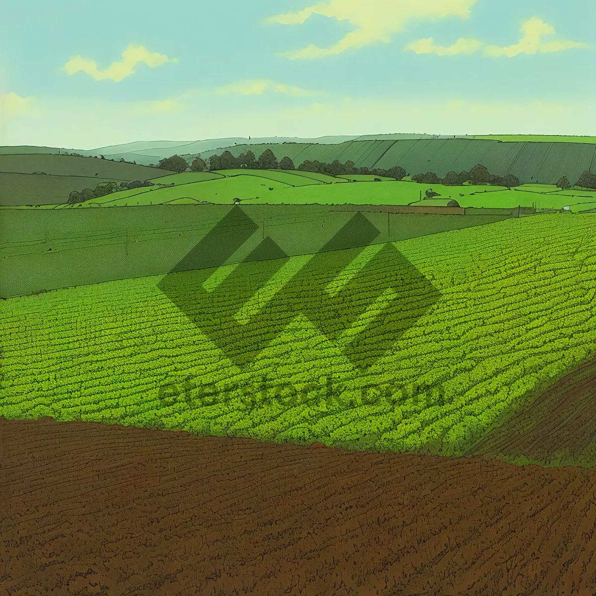 Picture of Soybean Field at Sunset