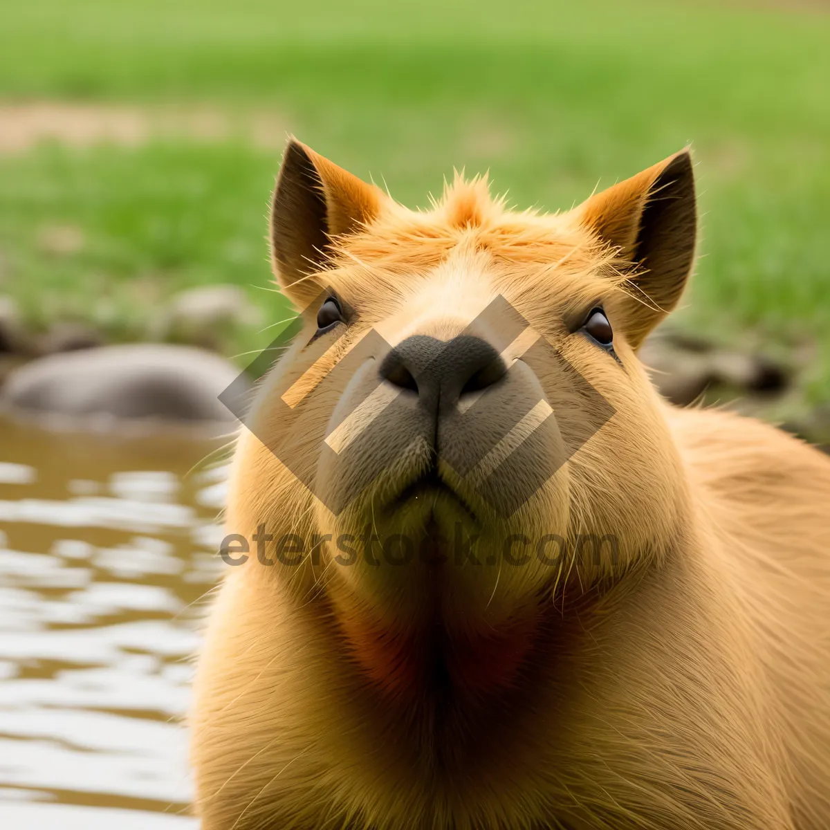 Picture of Majestic Lioness Gazing Intensely in the Wilderness