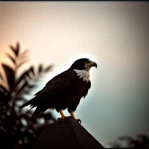 Wild Hawk in Flight - Majestic Bird with Sharp Talons