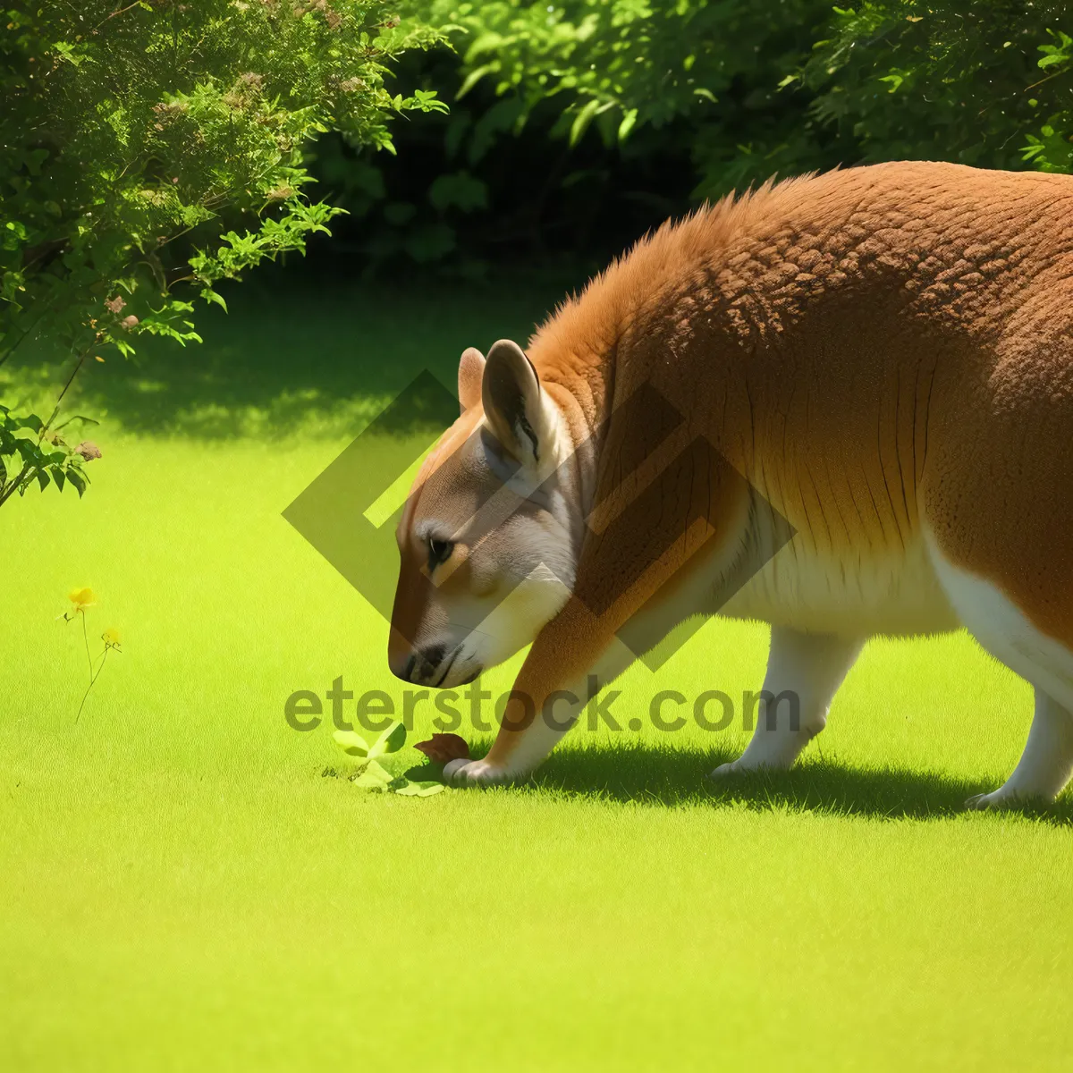 Picture of Wild Brown Kangaroo Grazing in Zoo Menagerie