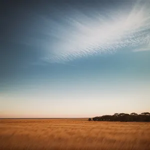 Golden Dunes and Cloud-kissed Horizon