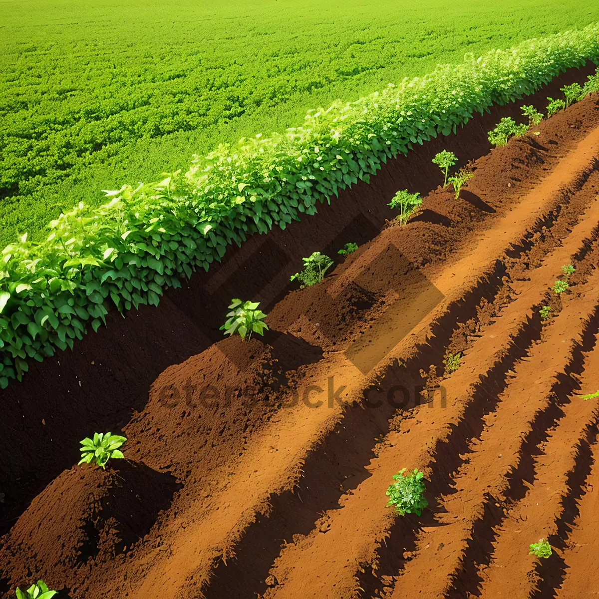 Picture of Golden Rice Field under the Summer Sky