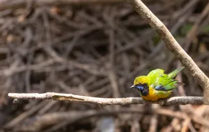 Colorful Parrot Perched on Tree Branch in Zoo