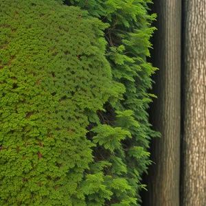 Serene Maple Landscape in a Lush Forest