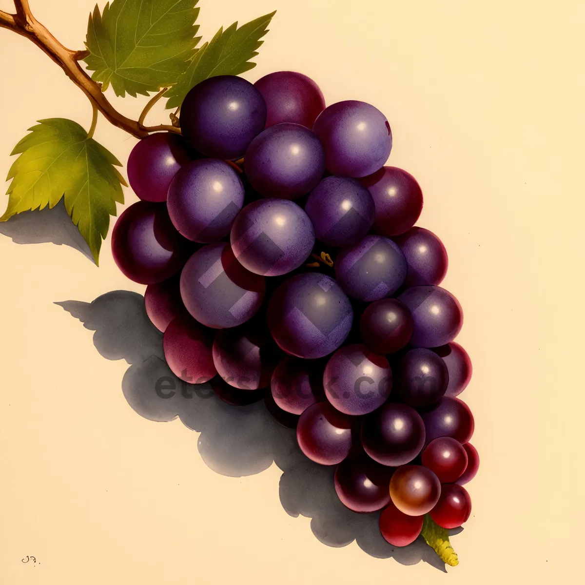 Picture of Fresh and Juicy Grape Bunch: A Burst of Sweetness