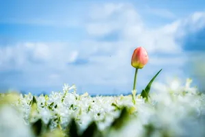 Vibrant Pink Tulips in Full Bloom