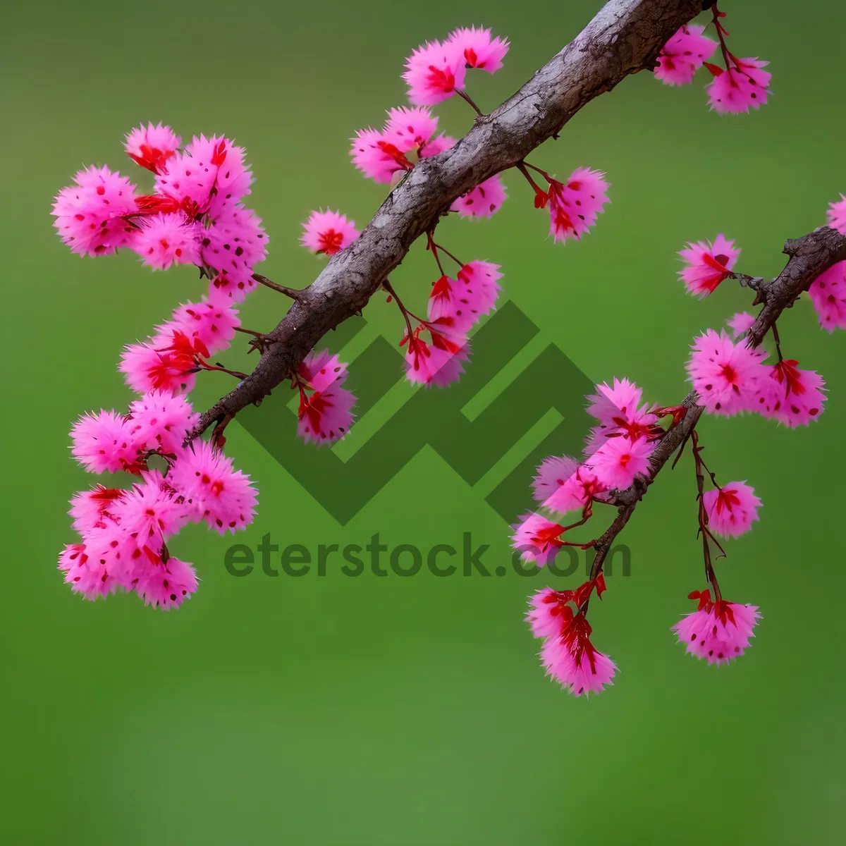 Picture of Flowering Spirea: Vibrant Pink Blossoms in Garden