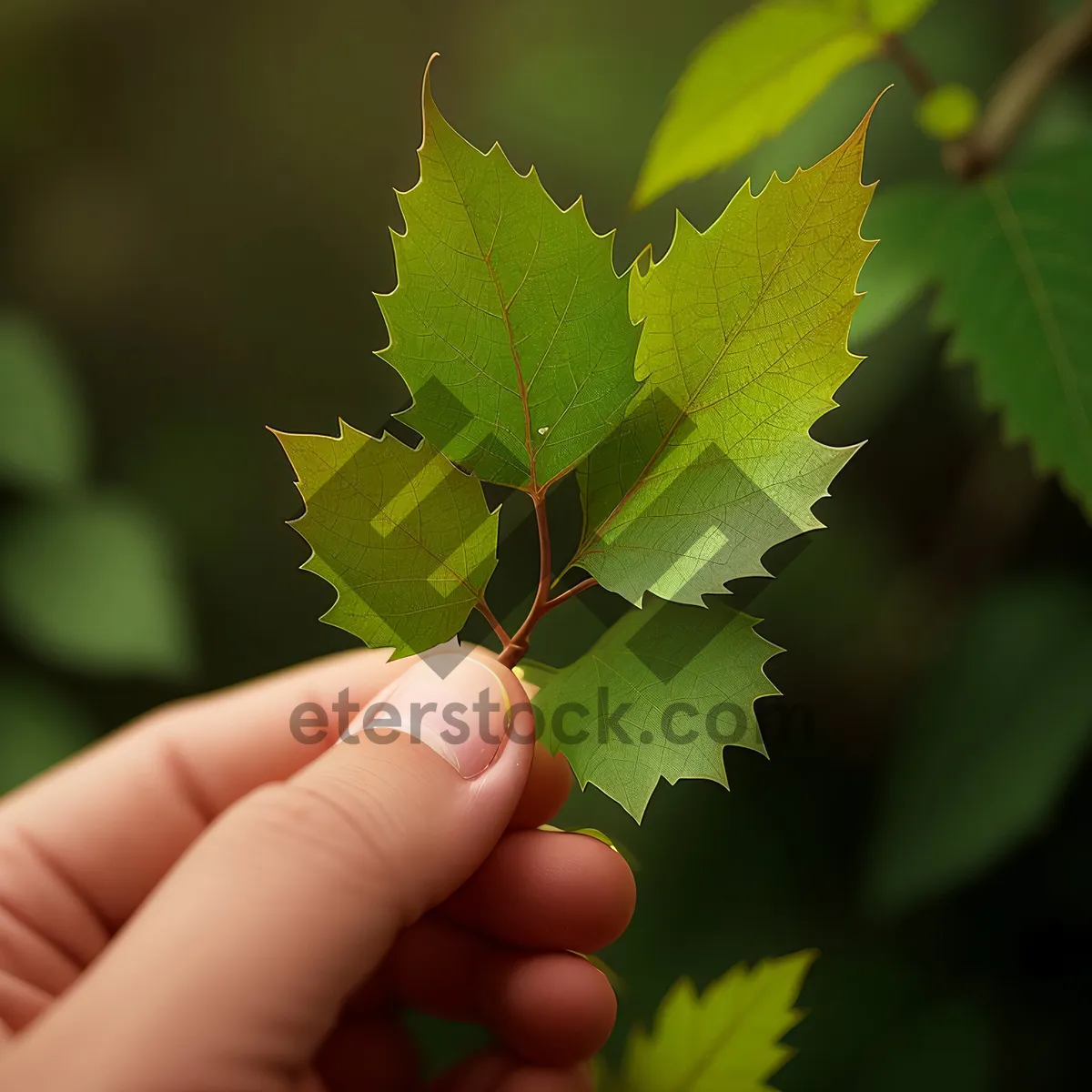 Picture of Lush Spring Leaves Embrace Woody Branch