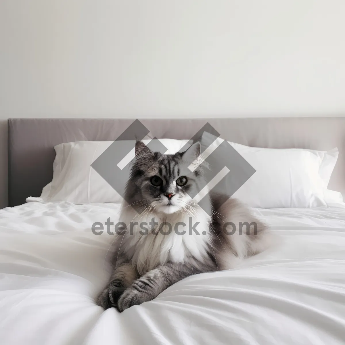 Picture of Adorable curious kitten with fluffy fur and whiskers