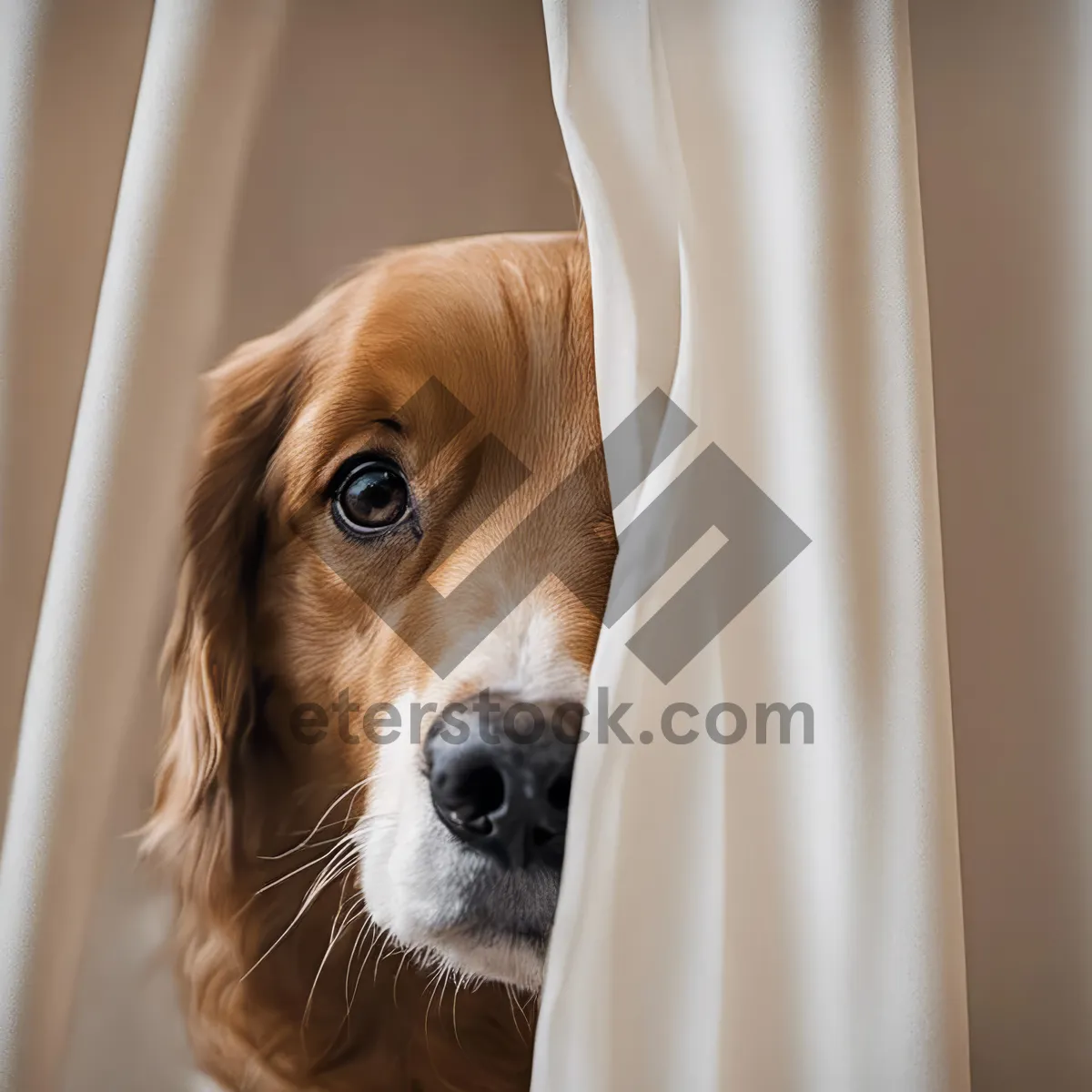 Picture of Cute Cocker Spaniel Puppy in Studio Portrait Shot