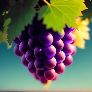 Ripe, Juicy Concord Grapes in Vineyard Harvest