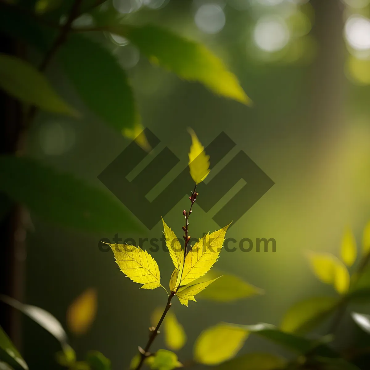 Picture of Lush Summer Foliage in a Sunlit Forest