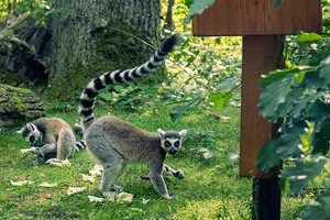 Adorable zoo primates playing in the wild