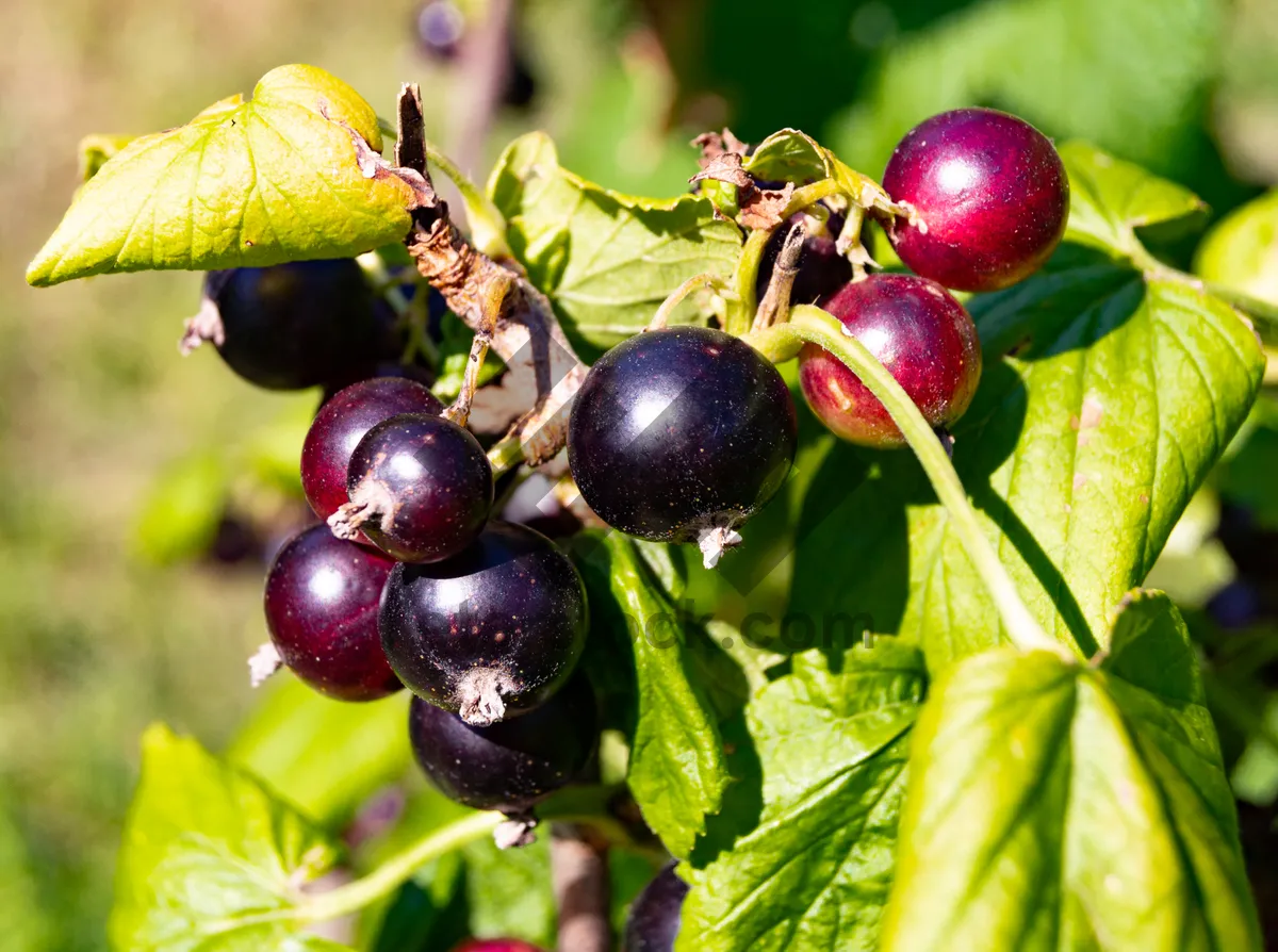 Picture of Fresh Black Grapes on Vine - Healthy Fruit Dessert