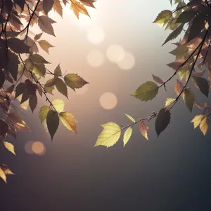 Seasonal Silhouette: Oak and Maple Tree Branch