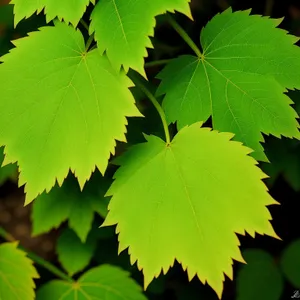 Vibrant Maple Tree Leaves in Sunlit Forest