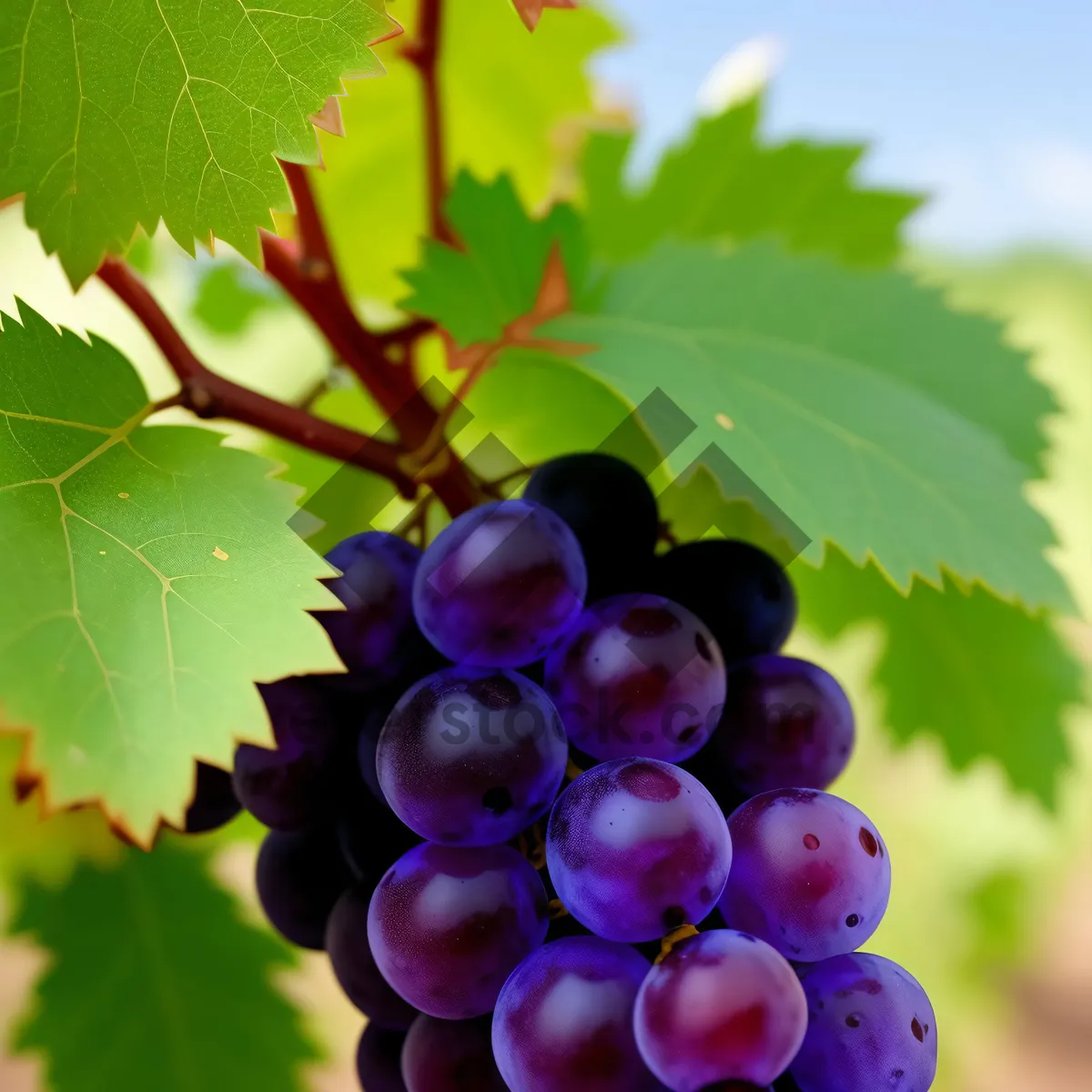 Picture of Seasonal Harvest: Purple Grape Cluster in Vineyard