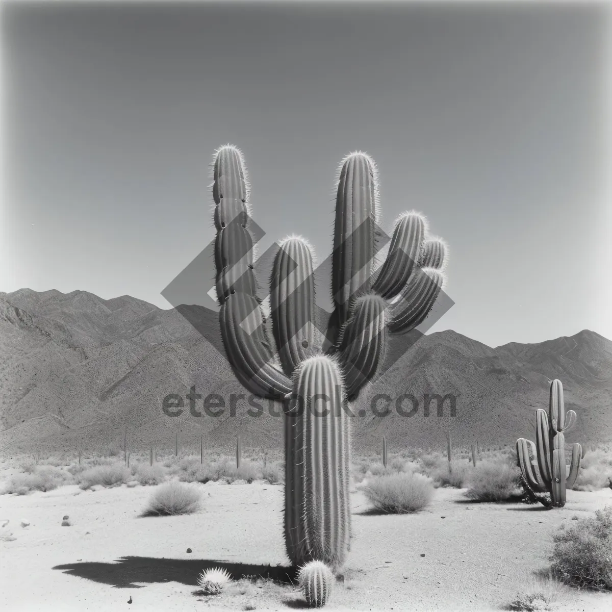 Picture of Saguaro silhouette against vibrant desert sunset