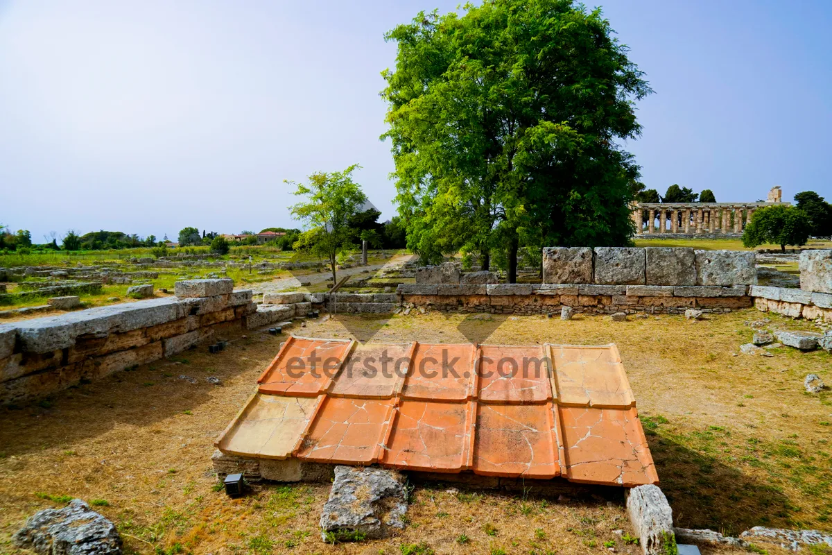 Picture of Park Bench in Scenic Outdoor Garden Landscape