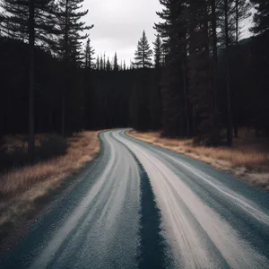 Scenic Road Bend through Tranquil Forest