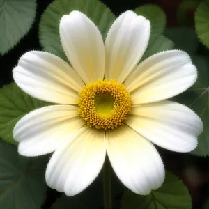 Bright Yellow Chamomile Closeup in Meadow