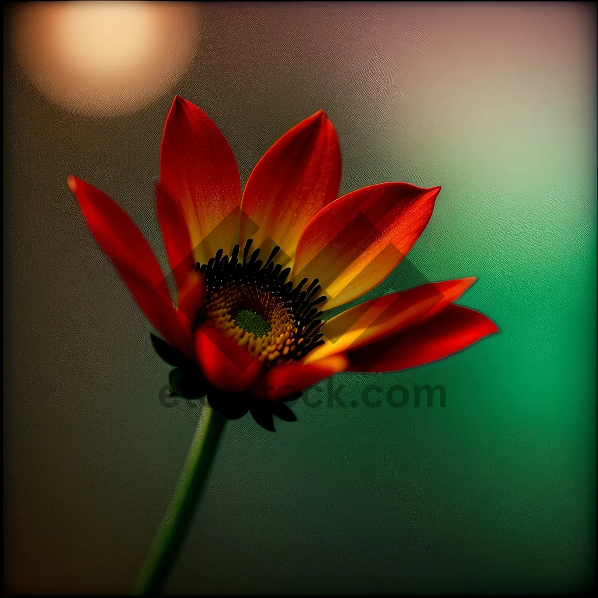 Picture of Vibrant Sunflower Petals in Full Bloom