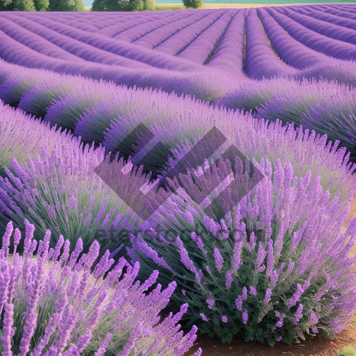 Picture of Purple Artichoke Blooms: Vibrant Flora in Herb Garden