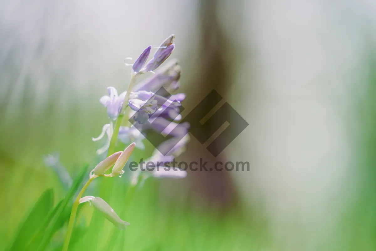 Picture of Botanical Bloom in Pink and Purple Meadow.